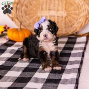 Helen, Bernedoodle Puppy